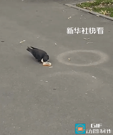 这脑子太好使了!网友拍到一只鸽子在街头捡面包吃,吃了以后发现地上还有好几个面包圈