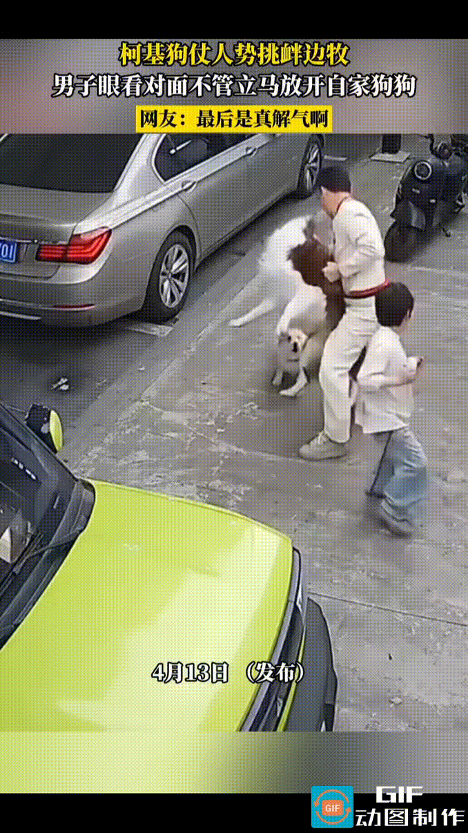 柯基追着一只硕大的边牧挑衅，边牧主人为了化解冲突，及时抱起了边牧。可恶的柯基，