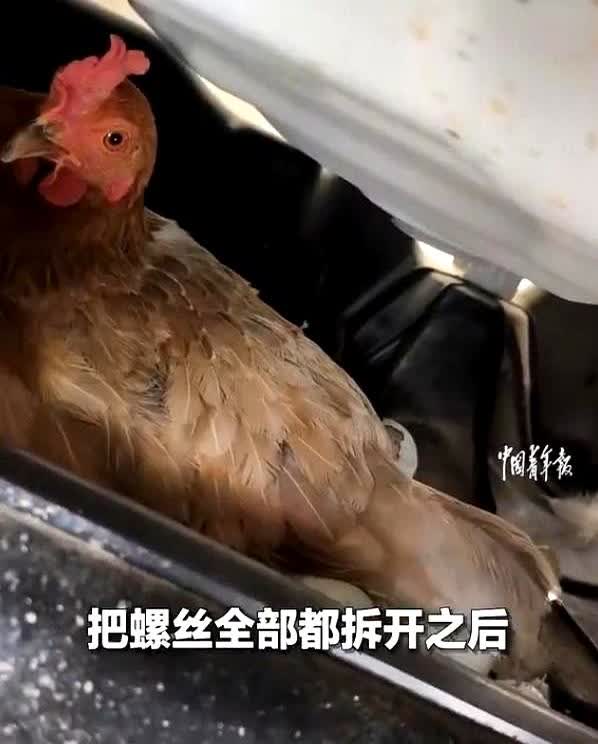 活久见！河南南阳，女子最近每次开车出门都能听到异响，可翻遍了车子也没发现