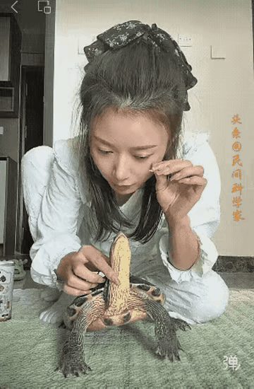哇塞，乌龟🐢也通人性吗？美女不怕被咬？乌🐢龟灵性的乌龟萌系乌龟灵性的乌