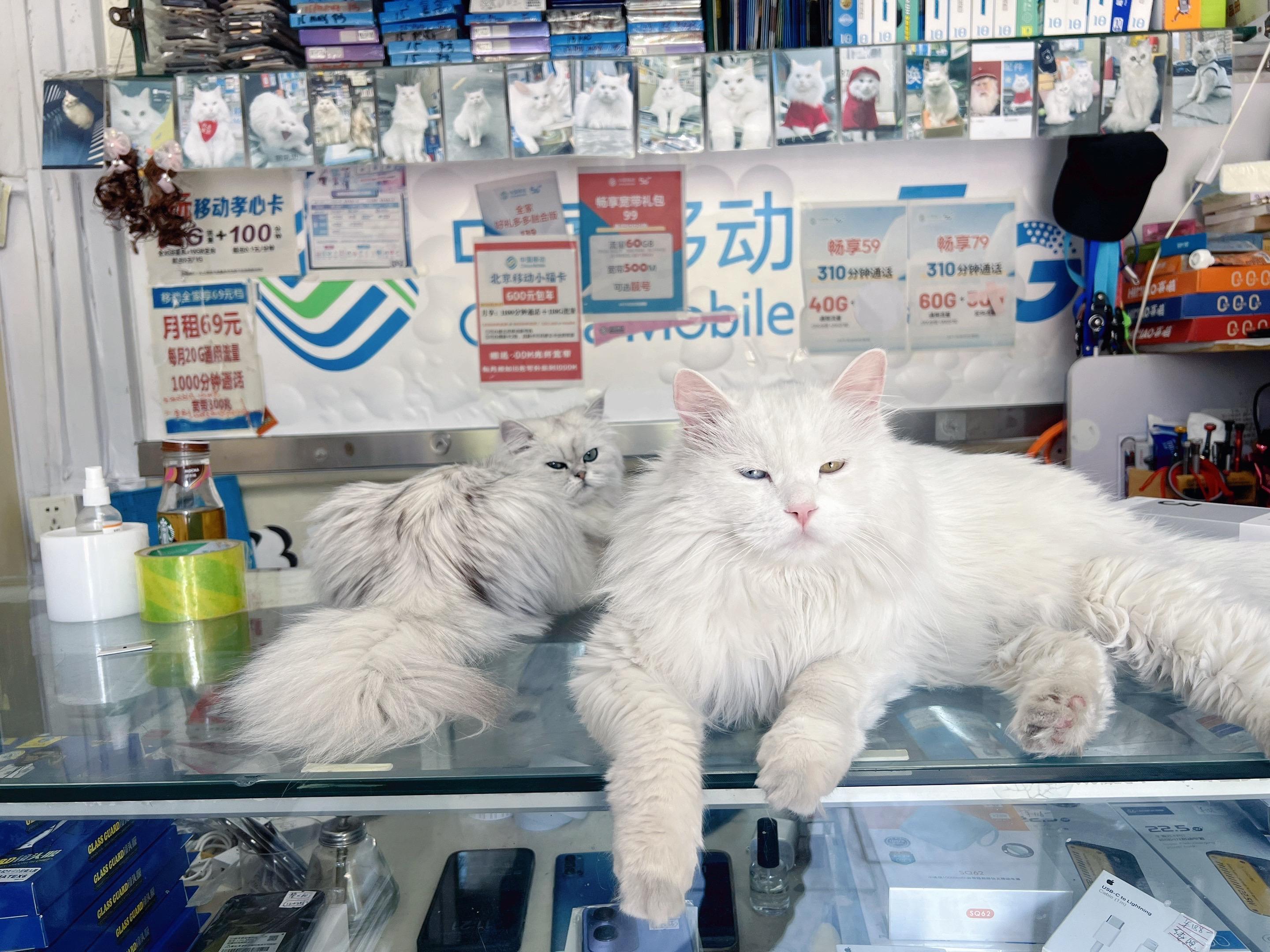 俩灰猫🐱。