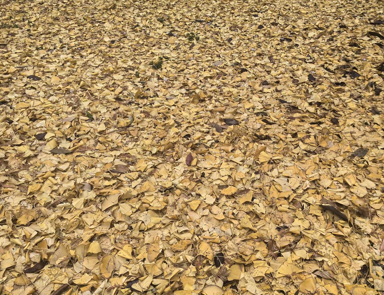 我的元旦生活这几天，成都的天色灰蒙蒙的，不时飘着细细的冬雨，凄风冷雨的。