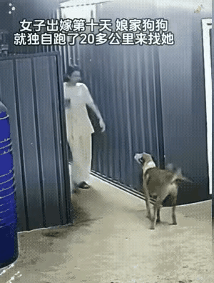 泪目了！一位小姐姐家养了一只狗狗，多年来小姐姐都很宠爱它，狗狗也很听话，最近女子