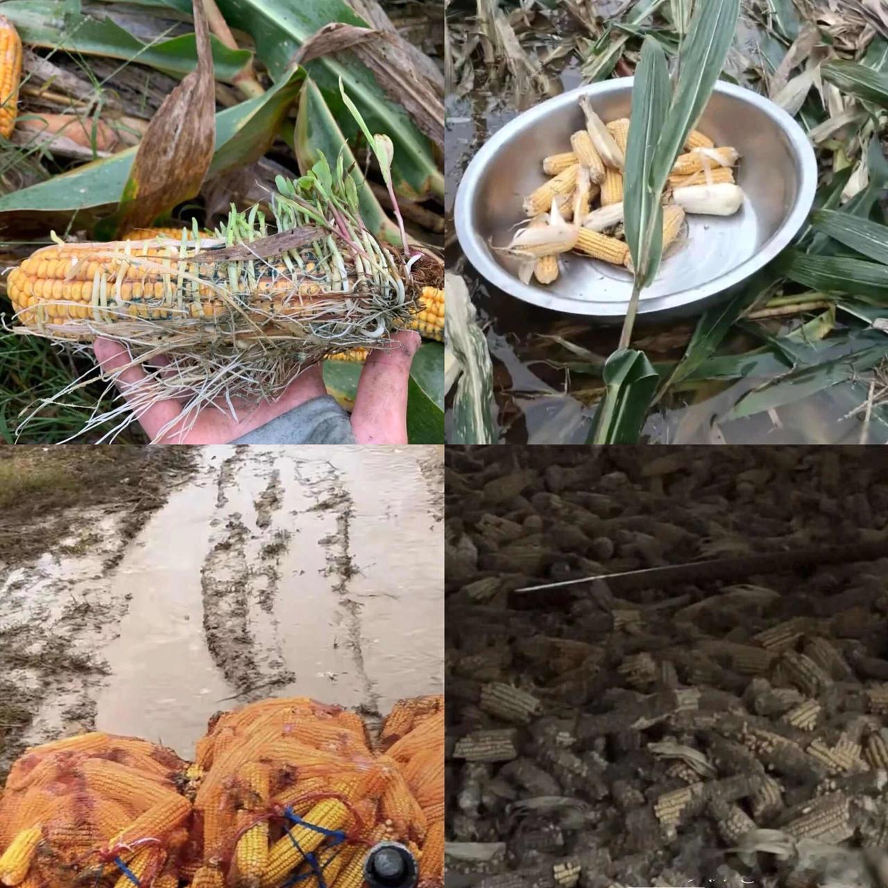 “看着满院发霉的玉米，想哭也哭不出”，黄淮秋收调查！黄淮秋收惨状：