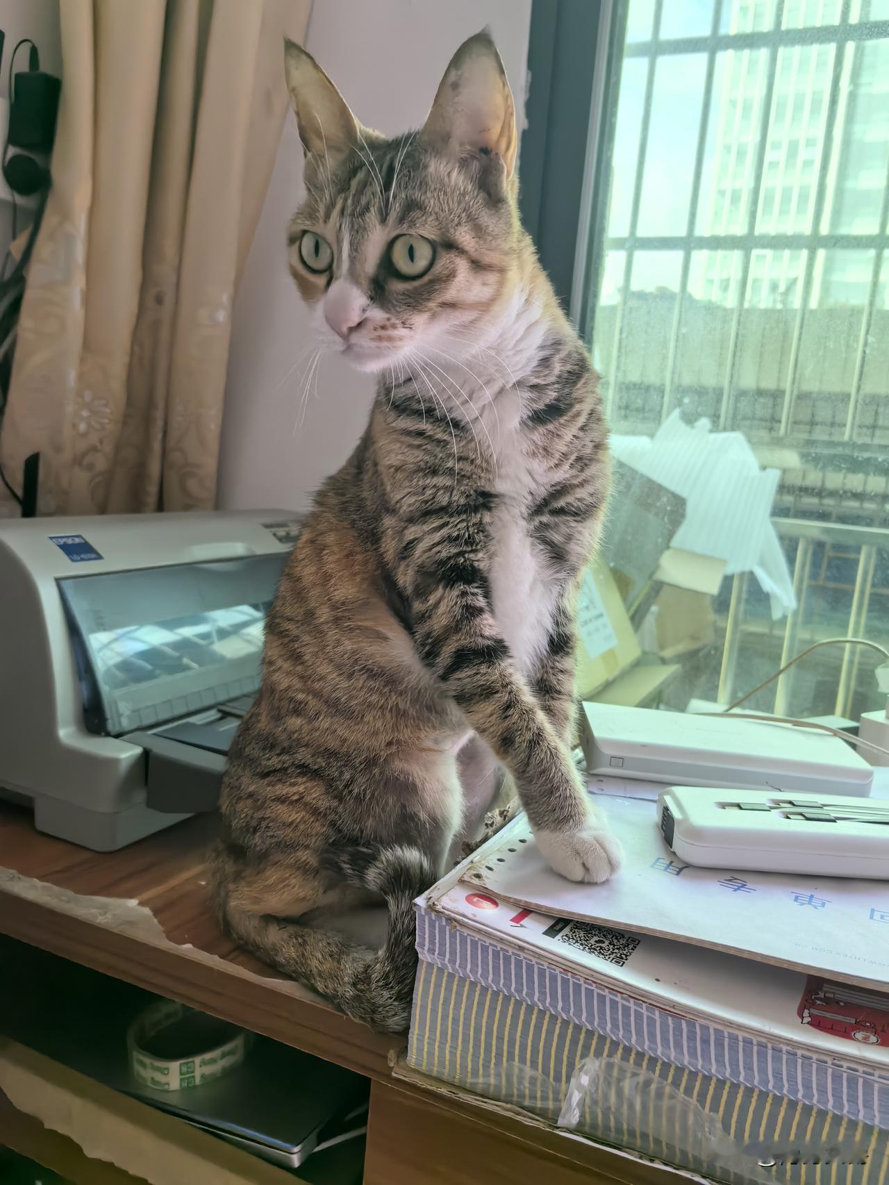 我猫估计又丢了，一只来自南方的猫，昨晚到家就被关在房间里，不吃不喝，东看西闻