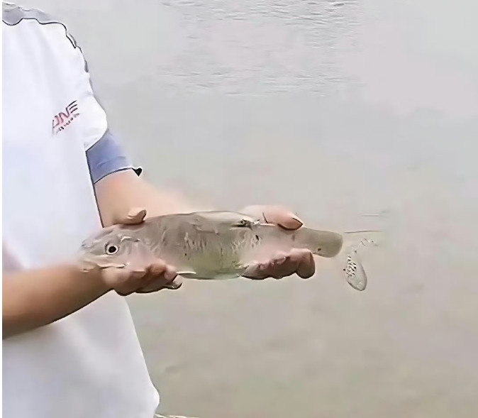 看上去几乎是透明的，知道这是什么鱼吗