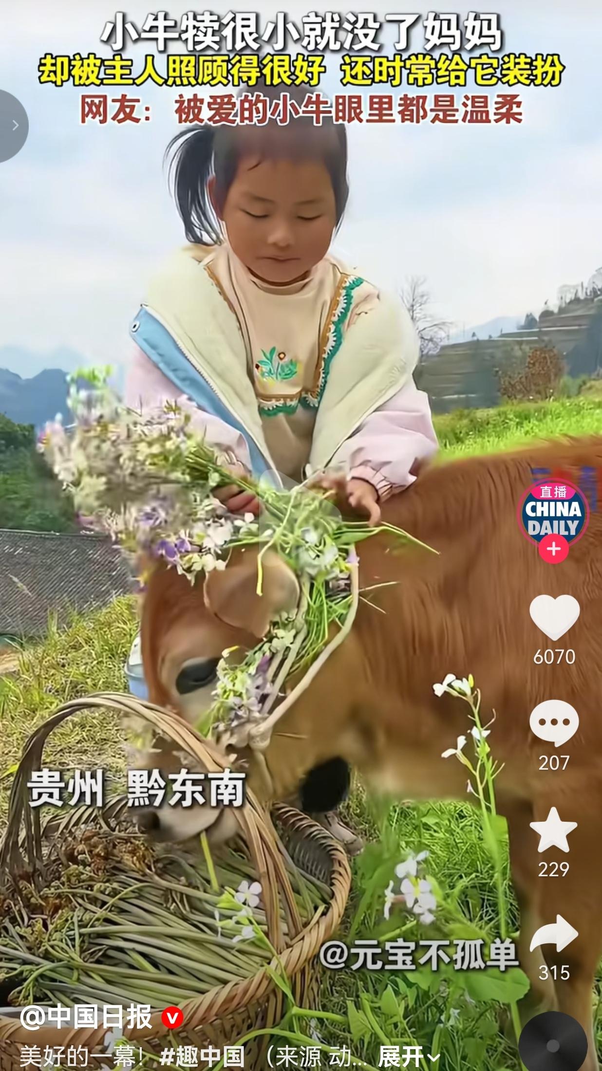 贵州这头小牛，活成了多少人羡慕的样子！贵州黔东南的大山里，一头没妈的小牛犊