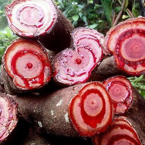 讲讲中药鸡血藤我们在讲鸡血藤之前先说一下藤这一类植物，你看这种藤类的植物生长