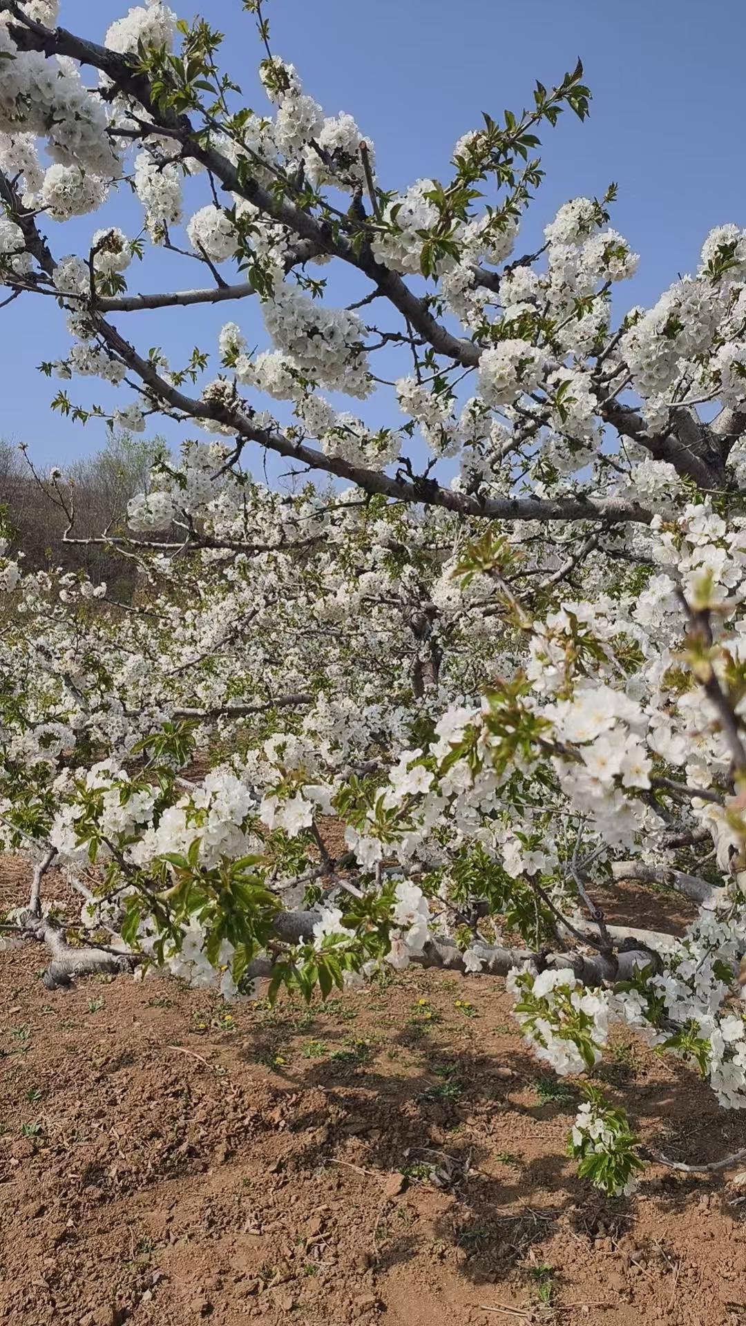 回老家了，没时间整理，双色球蓝球字谜：覆海移山覆海移山”在彩票字谜中通常对应