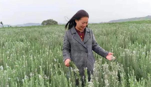 河南省洛阳市宜阳县香鹿山镇，有位巾帼农民，2018年流转了8000亩土地种植迷迭