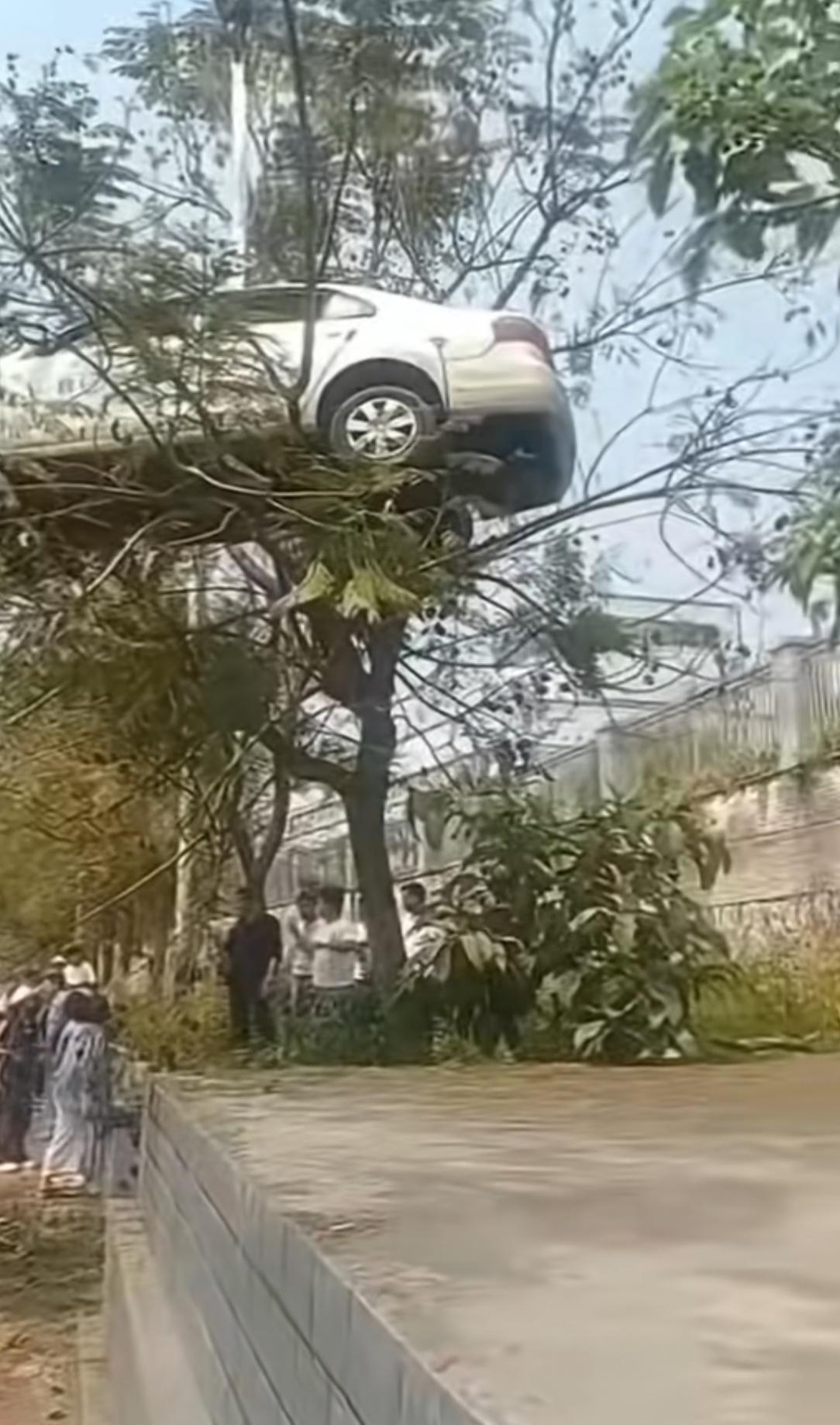 今天又遇到一个“大神”上树！我就想知道今后还敢开车吗？