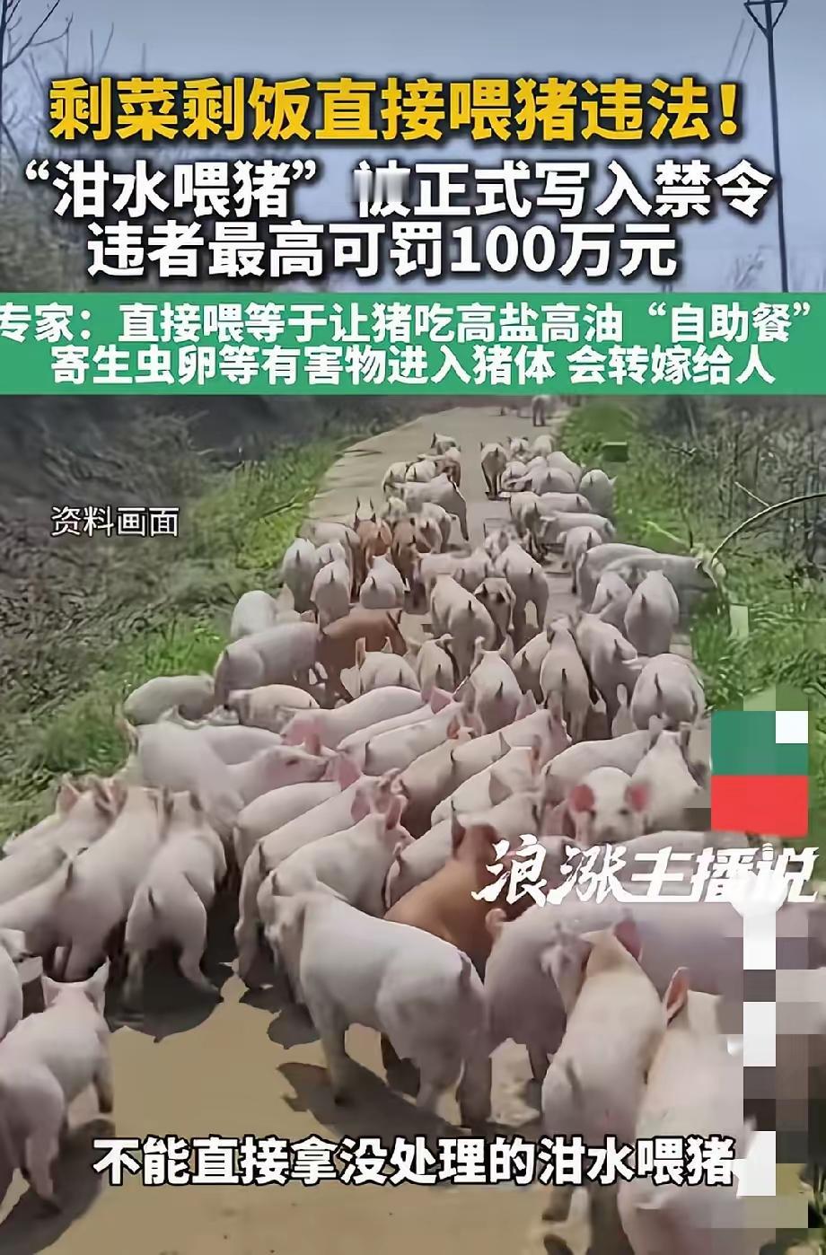 吃了几千年猪，现在居然有人管猪吃啥，剩饭剩菜直接喂猪都犯法了，这事儿真让人有点懵