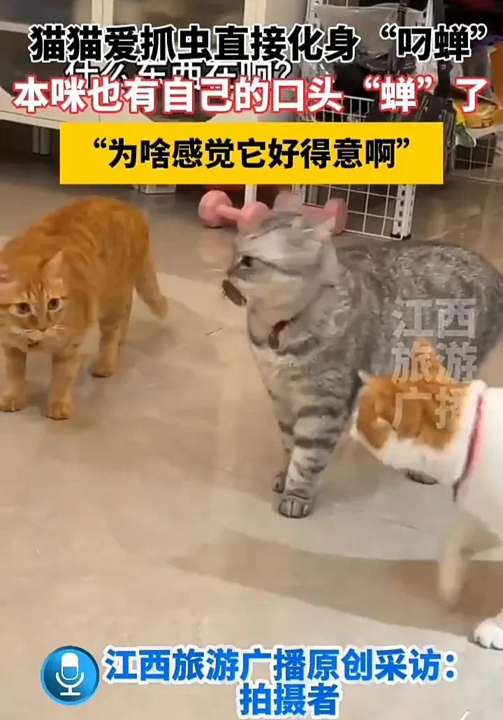 有趣的一幕！4月30日，广东一名女子发视频称，自己养的小猫平时就很喜欢抓虫子，这
