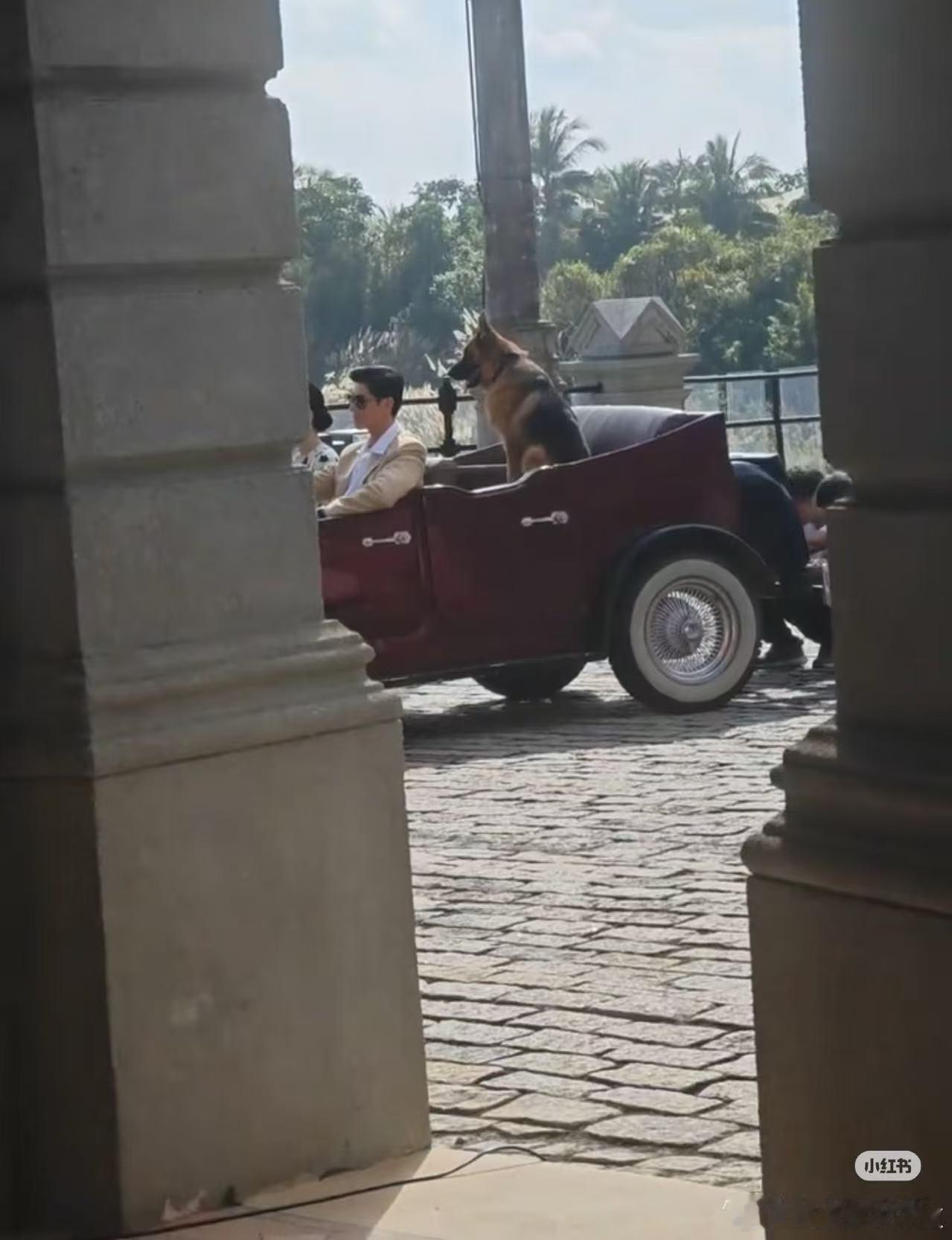 捡到一张玉兰花开君再来路透，嗯，透了一只狗，可能是董竹君的狗狗。杨紫玉兰花开君再