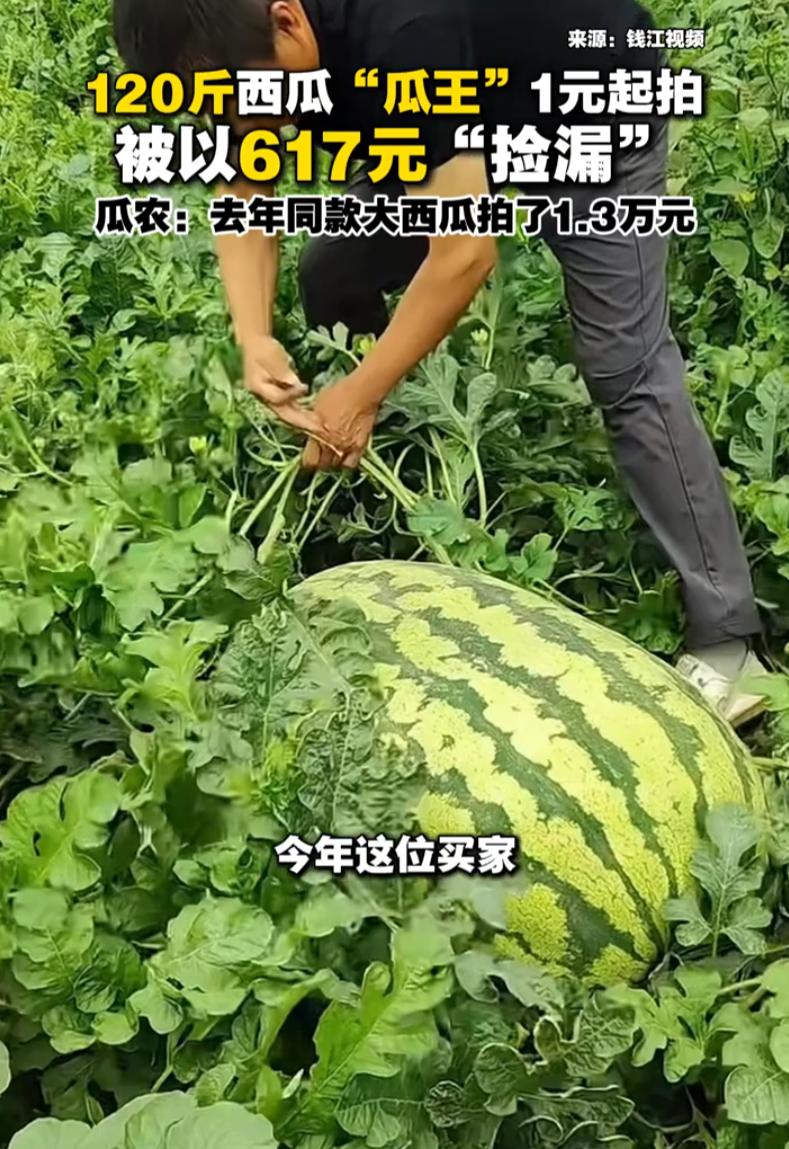 “捡大便宜了！”一位瓜农把120斤的瓜王放到网上拍卖，没成想，最终成交价只有61