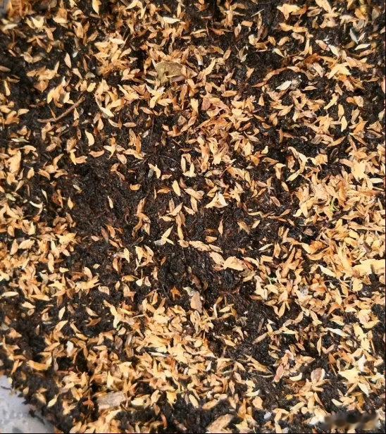 高山杜鹃生长近20年才开花树高几十米种子却比芝麻还小高山杜鹃的种子比芝麻还小，