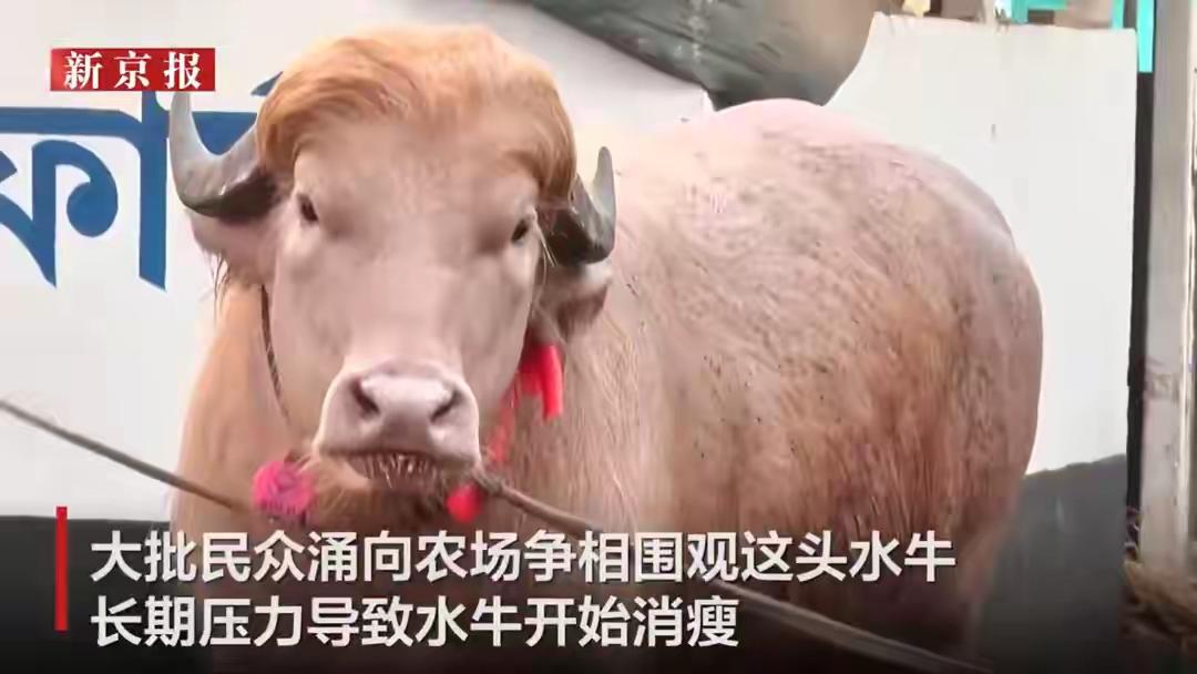 孟加拉有头水牛长得像特朗普，牛还能长得像人？人和动物居然能相貌相似。为啥没有牛
