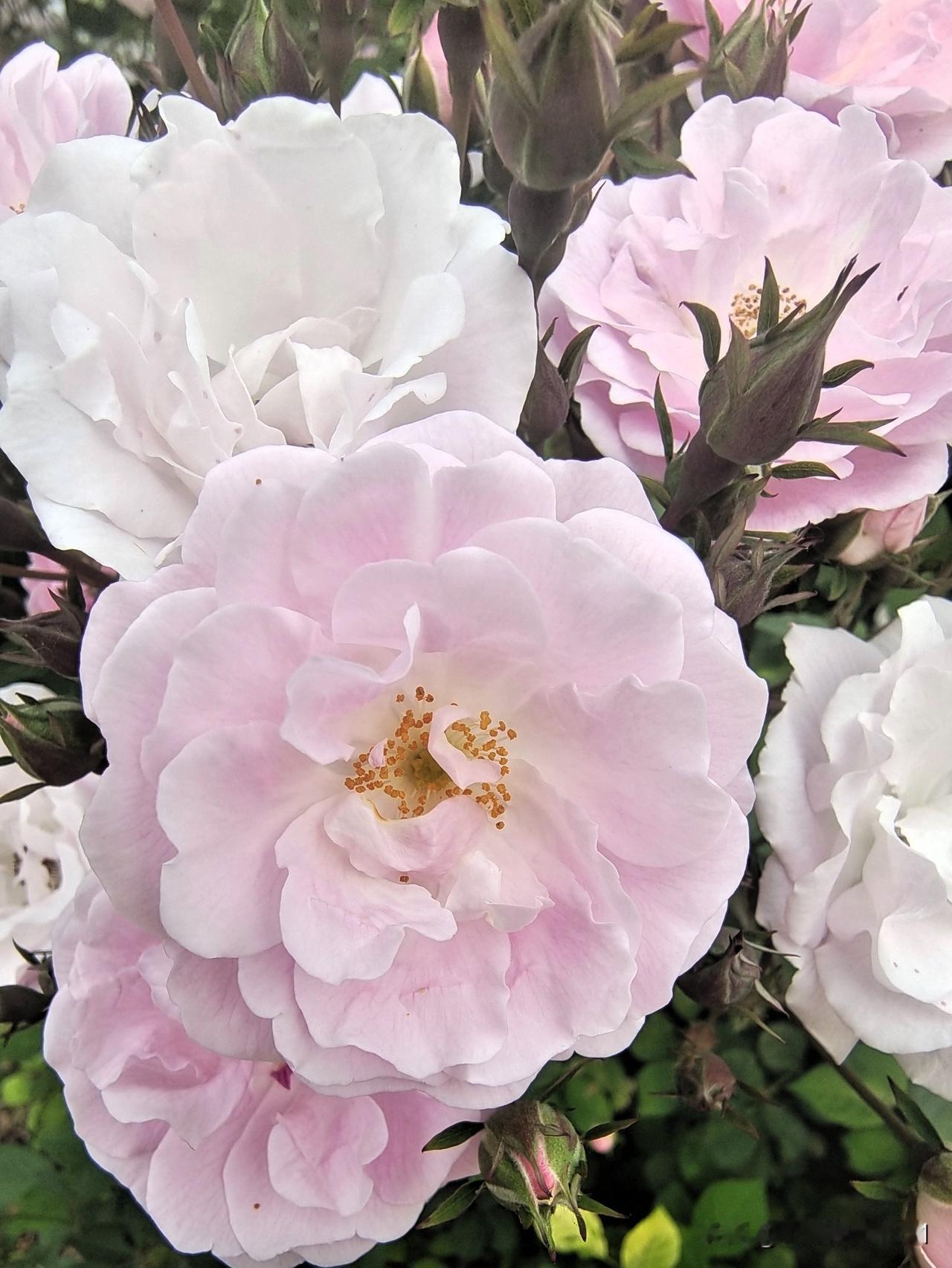 上联：开心快乐无烦恼下联：郁闷纠结多忧虑终生坚持作品原创的人图片来源于作