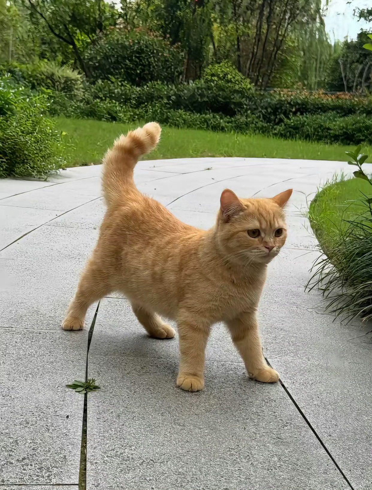 猫咪好像生气了😡​​​