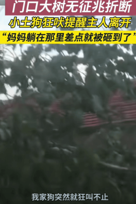 “万物皆有灵！”吉林，女子躺在屋门前吊床上。突然家里俩狗狗狂叫不止，女子起身查看