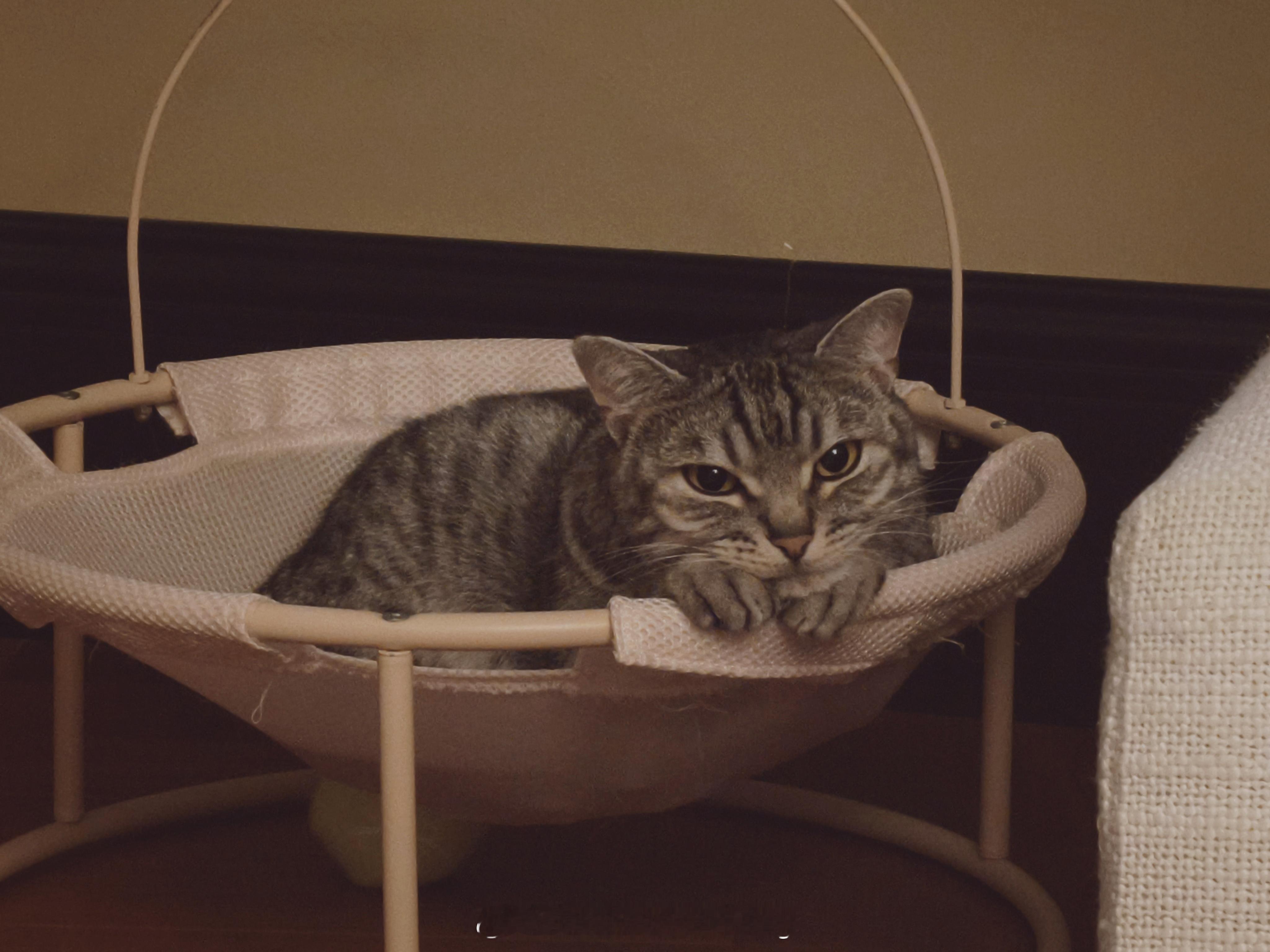 同一只猫还是猫猫好