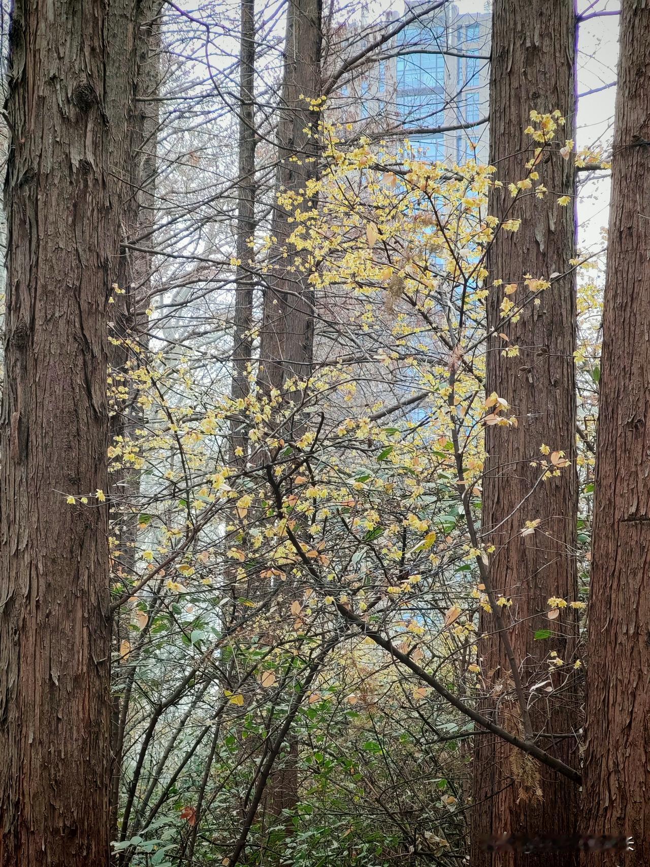 快60岁了，我还在被妈妈控制，一回家就恐惧我今年都快60岁了，孙子都快有了