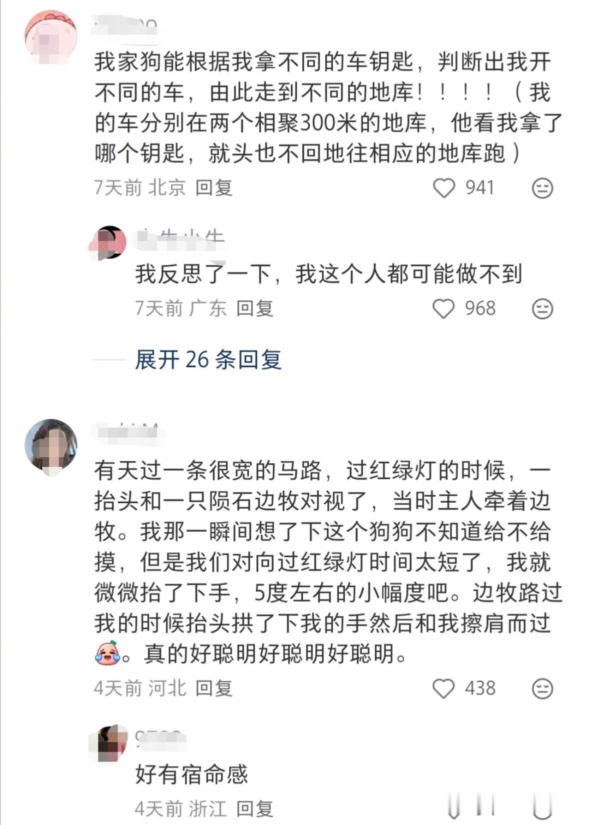 建议边牧去上大学