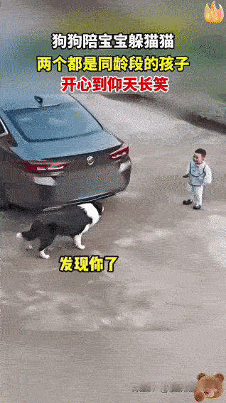 今天看到超搞笑的一幕！一只边牧狗狗和人类宝宝玩躲猫猫，俩“同龄人”玩得那叫一个疯