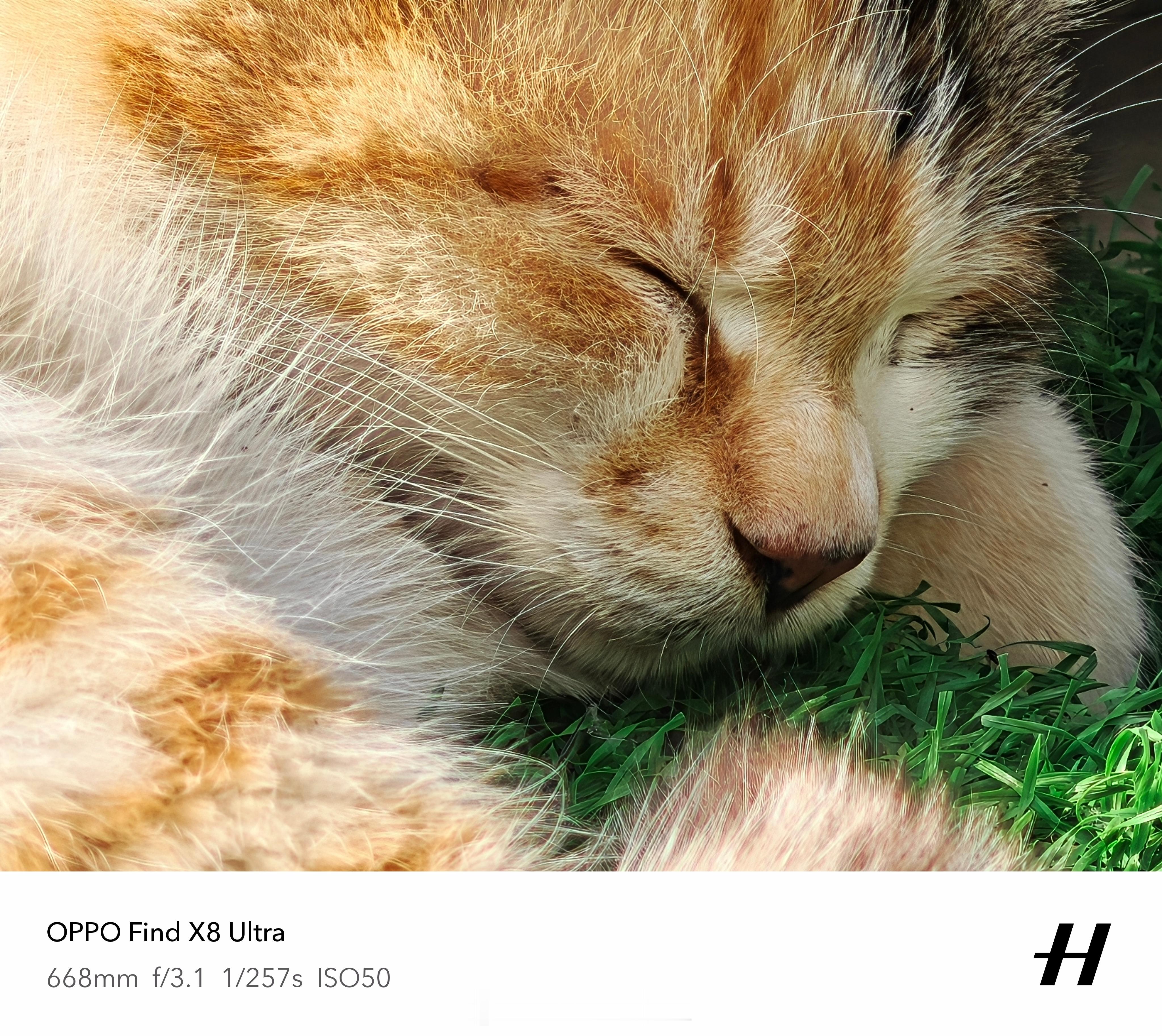 睡着的猫猫​​​