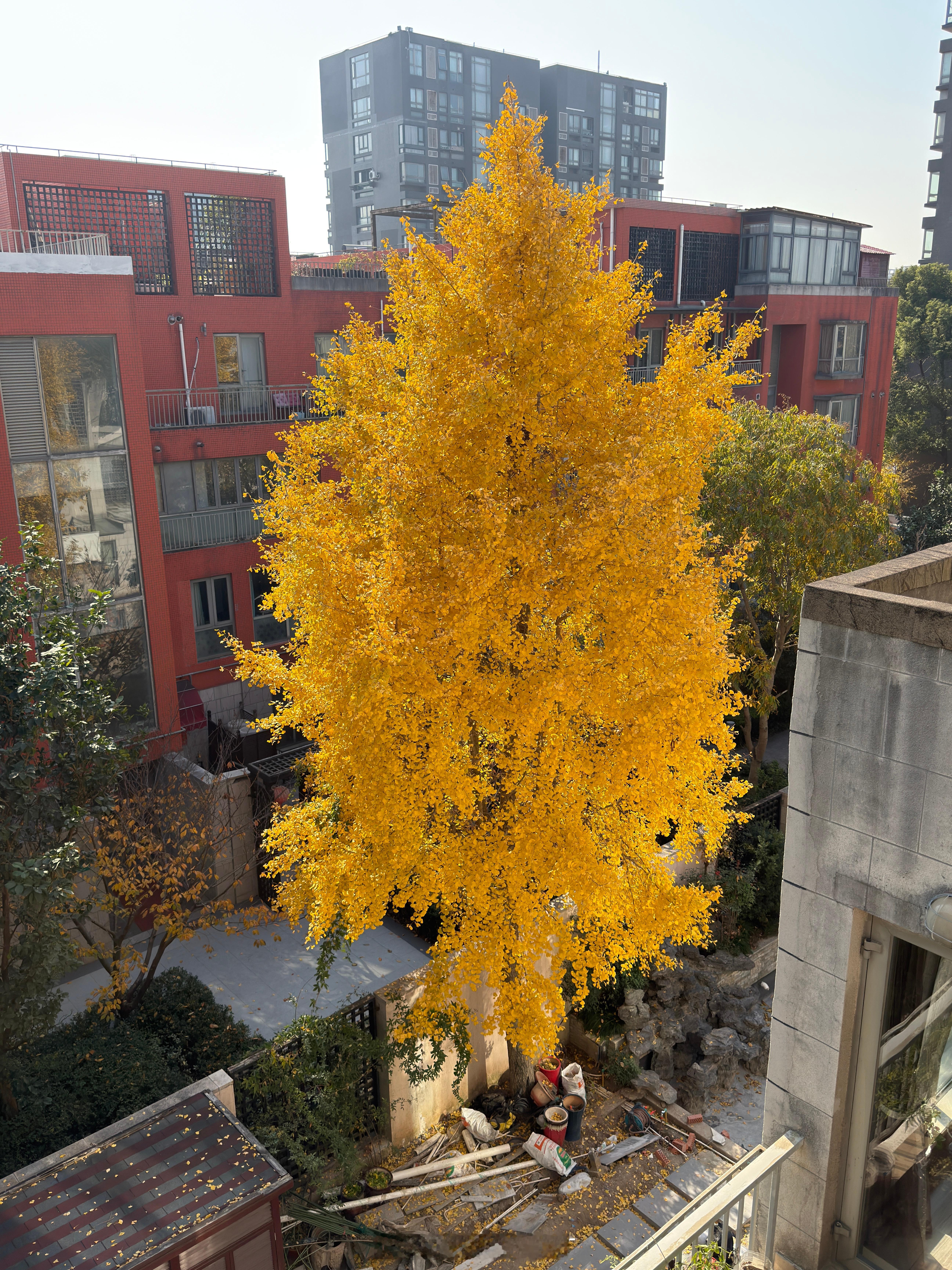 邻居家的银杏树全黄了。好看吗？