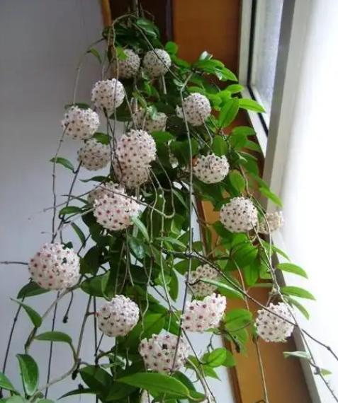 从朋友那移植过来的花，第一次开的这么好，就是不知道叫什么。