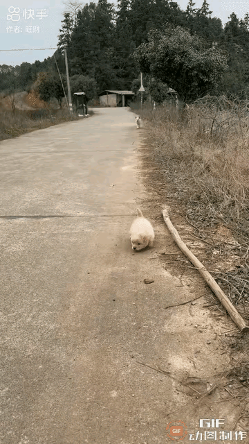 马路上一只软乎乎的小白狗，仗着狗妈妈一时没留神，偷偷挣脱了守护，撒着欢儿溜出家门