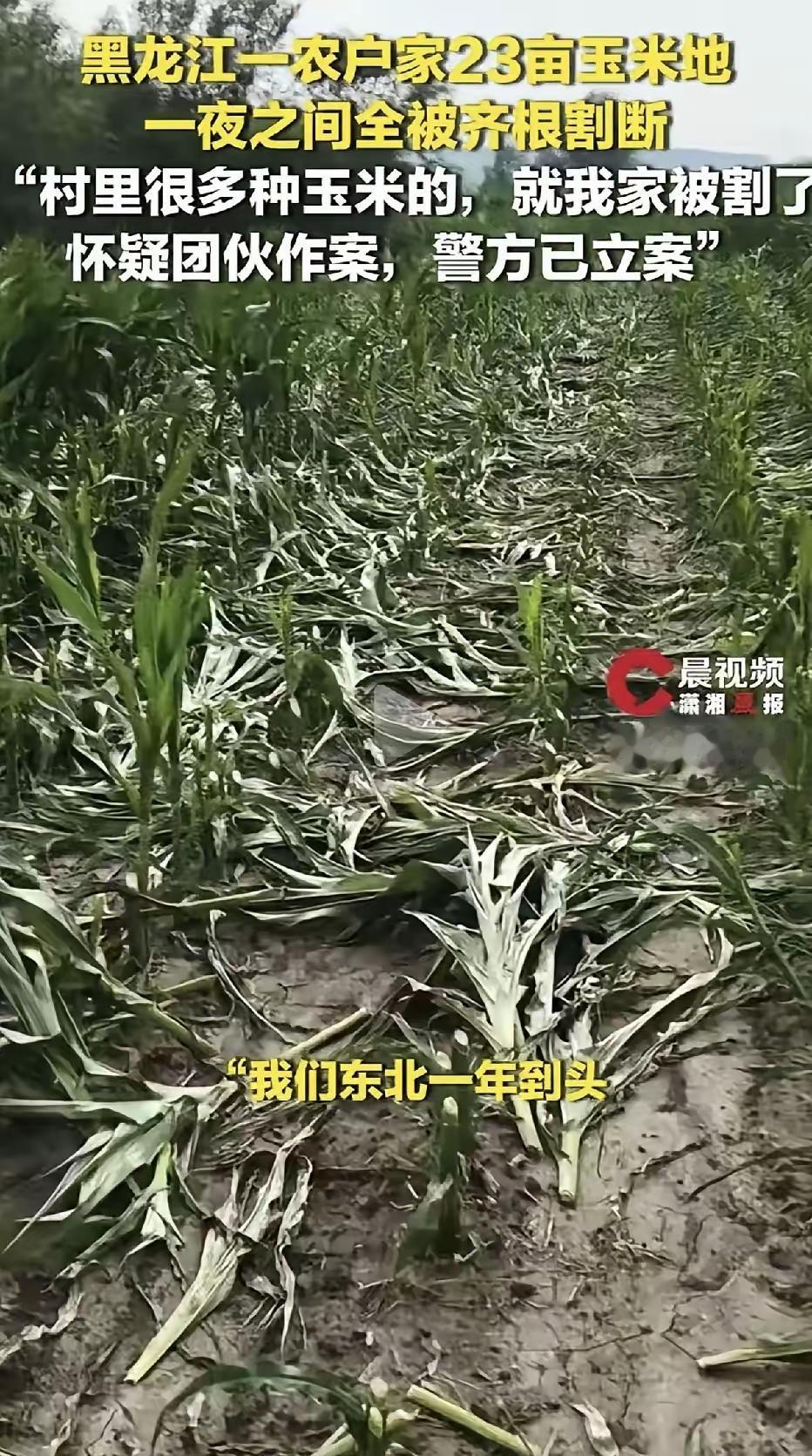 人到了中年再看黑龙江这桩毁玉米的事，蕞大的庆幸，是遭难的不是自己家的地。可
