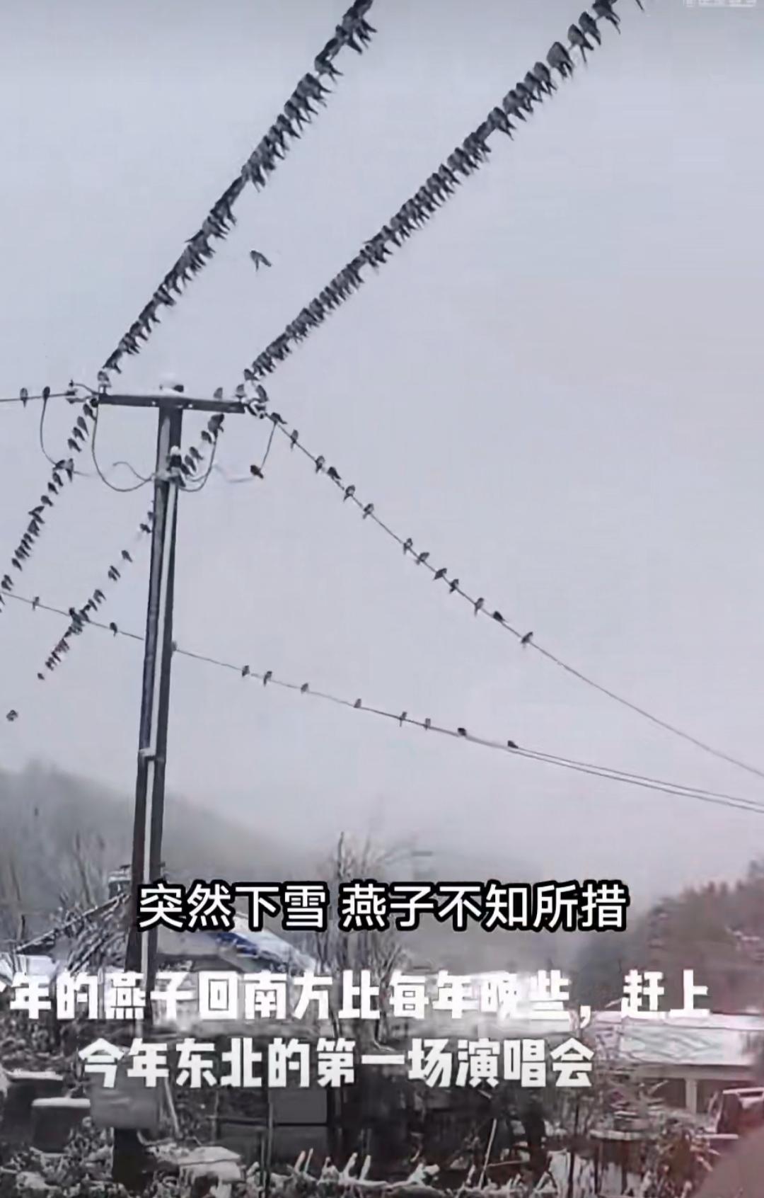 最近东北的朋友圈被一群“赖着不走”的燕子刷屏了。原本该在农历八月十五后集体南飞的