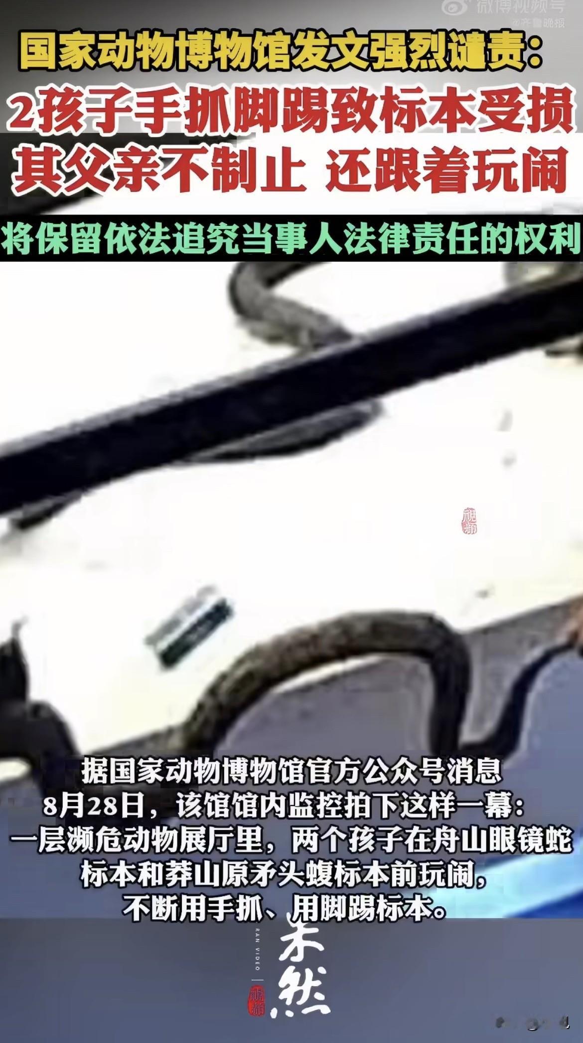 8月28号，国家动物博物馆，濒危动物展厅。俩孩子对着玻璃柜里的蛇标本。手抓。