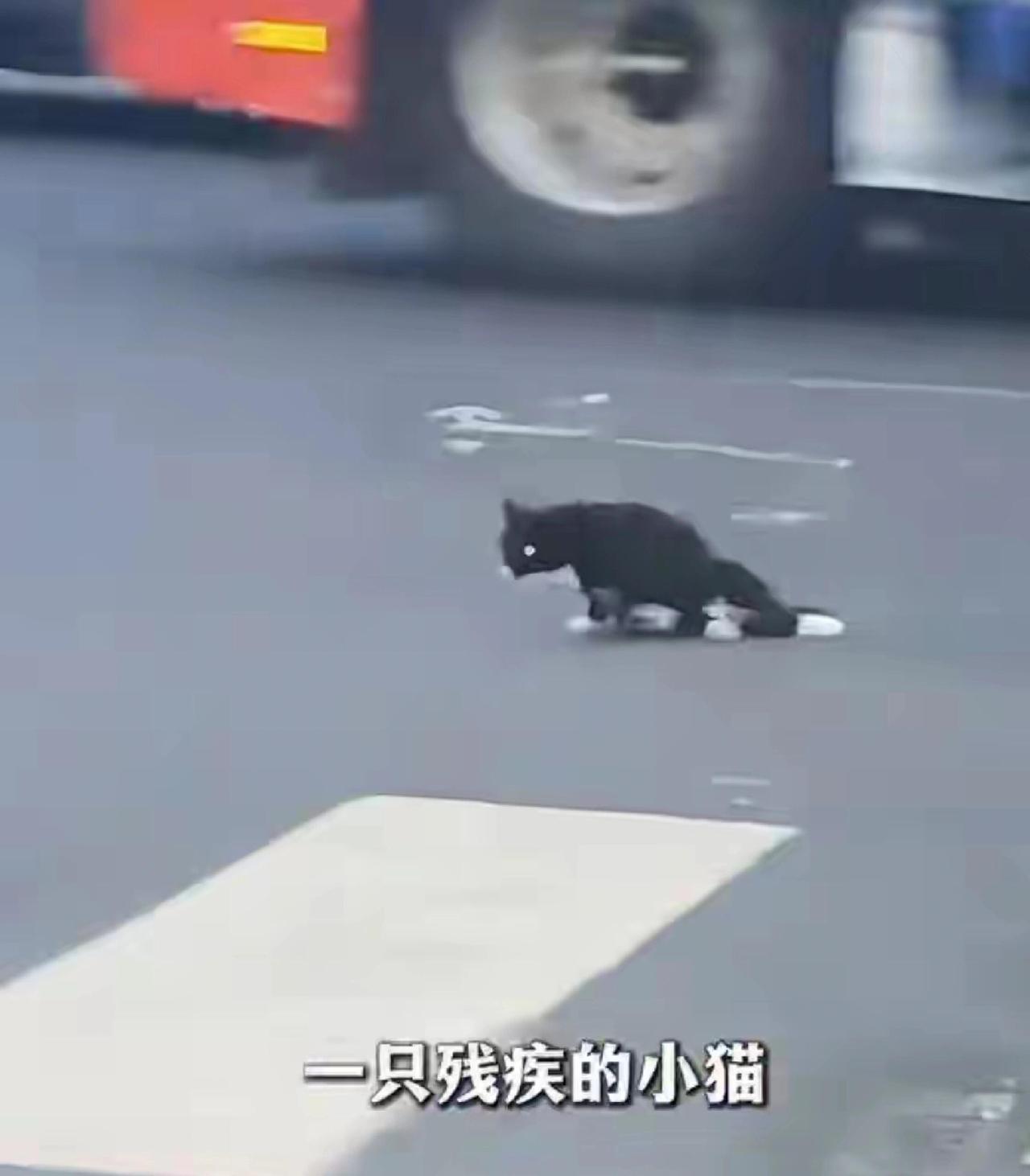 最近有个视频特别暖，在常州街头，一只受伤的小流浪猫，后腿拖着，在车流里很吃力地爬