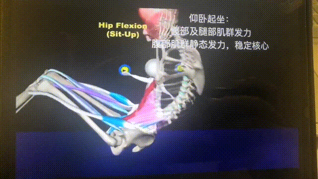 不建议用仰卧起坐练核心今天再来详细聊聊仰卧起坐，虽然这个动作大家应该是从小做到