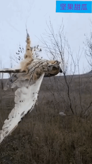 无人机战争的受害者，除了双方人员车辆，还有大自然的动物。比如这只猫头鹰，就撞到渔