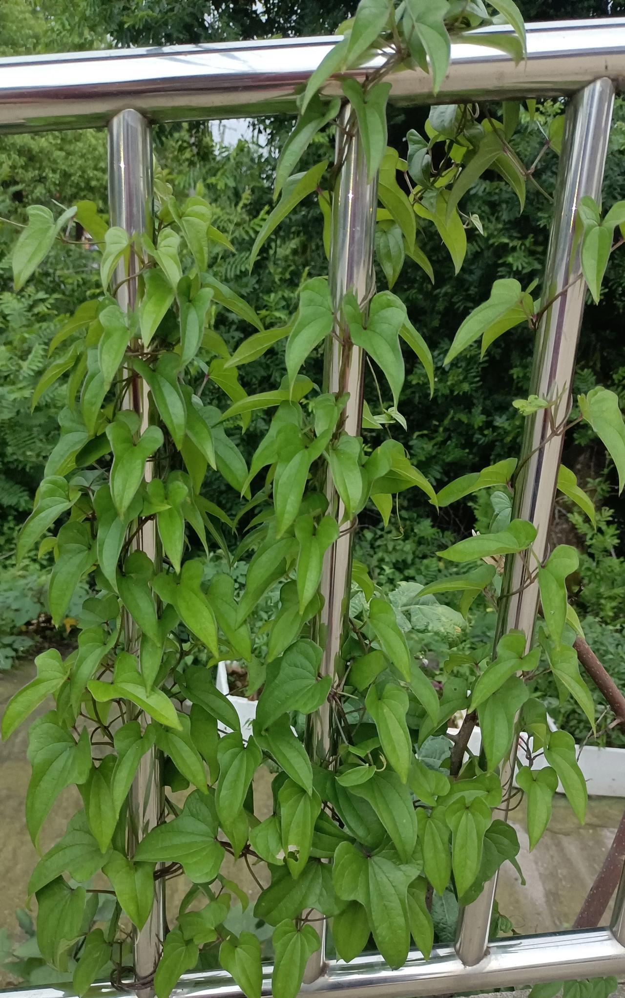 一邻居大动干戈的回家来搞装修，都去镇上住了好几年了，觉得还是回老家住好些，左右邻