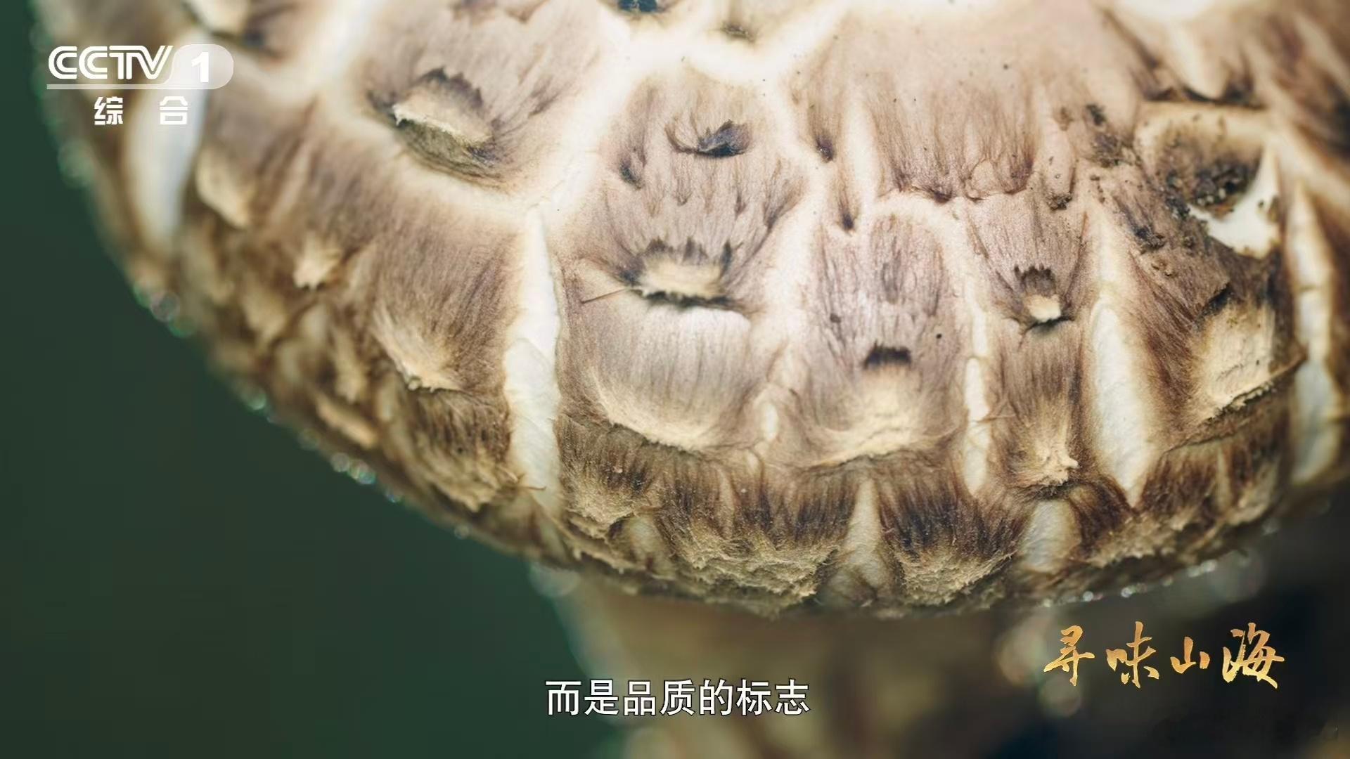 一种花菇可以有两种味道湖北随州花菇直接给出神仙答案！一种食材竟能吃出两种截然不