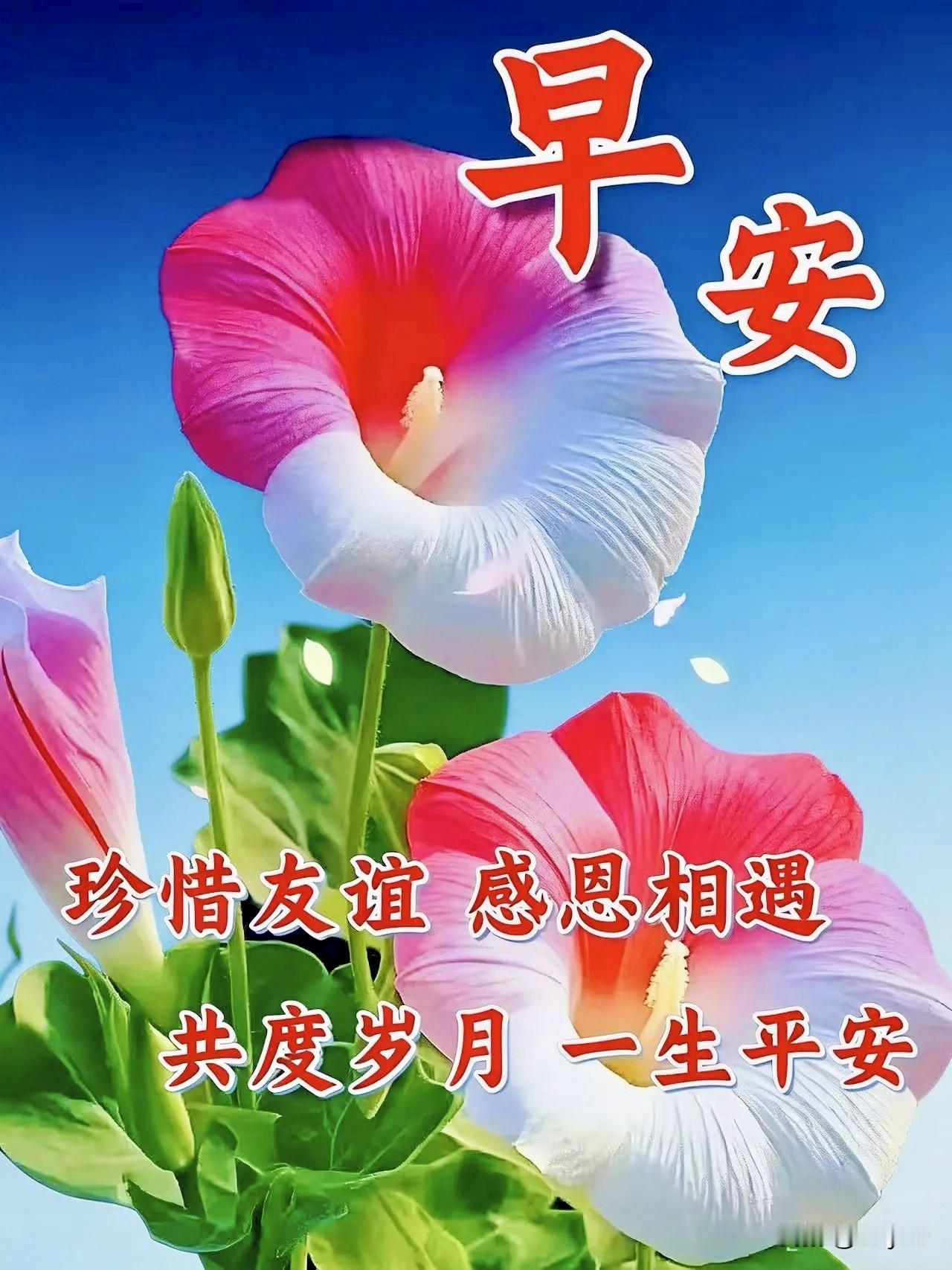 早上好！问候含情，祝福清甜；一份牵挂，皆是缘分。清晨伊始，满心祝愿：平安