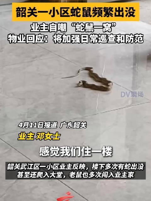 太吓人了！韶关一小区蛇鼠横行，业主自嘲“蛇鼠一窝”广东韶关一小区最近被曝蛇鼠泛