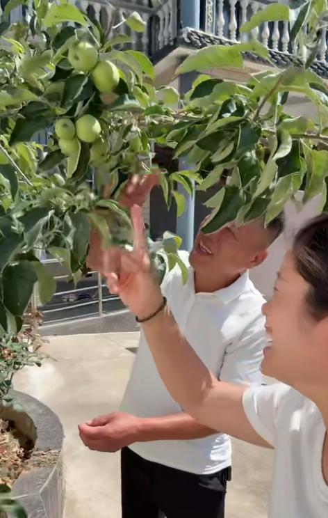笑死了！河南一男子网购了一棵车厘子苗，回家后跟伺候宝贝一样，又是松土又是施肥