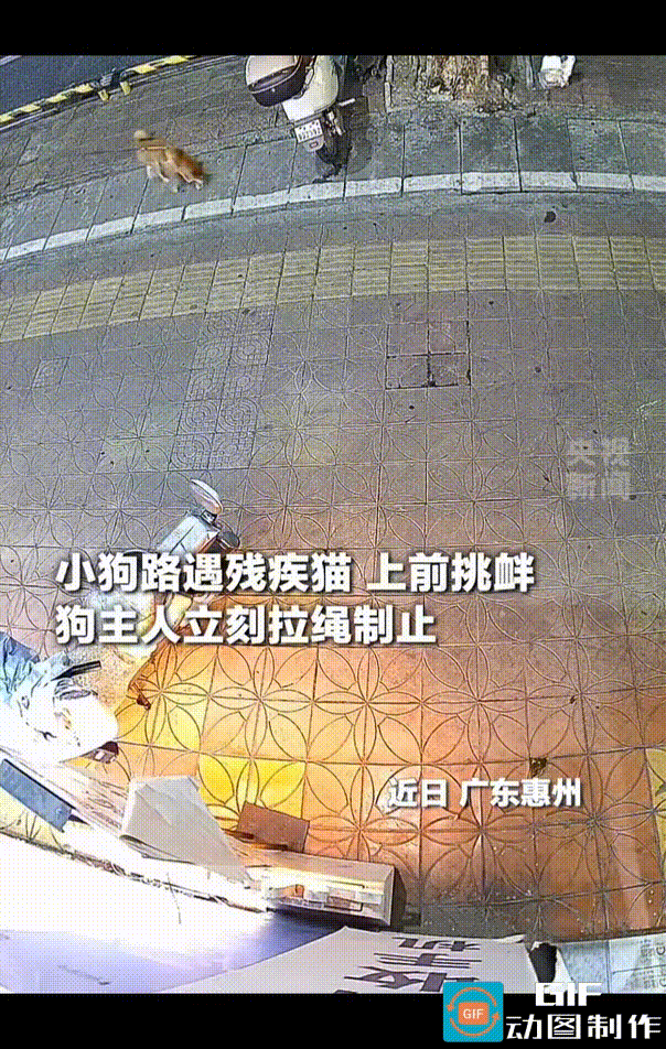 女子傍晚牵着狗狗出来遛弯，在人行道上偶遇一只腿脚残疾的灰色小猫，灰猫当时正伏在一