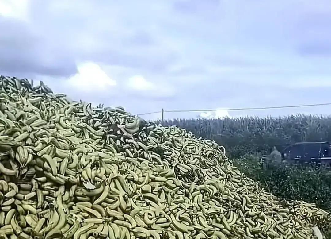 广东徐闻的香蕉今年算是彻底砸在地里了，一毛钱一斤都没人稀罕，成吨的果子就那么堆在