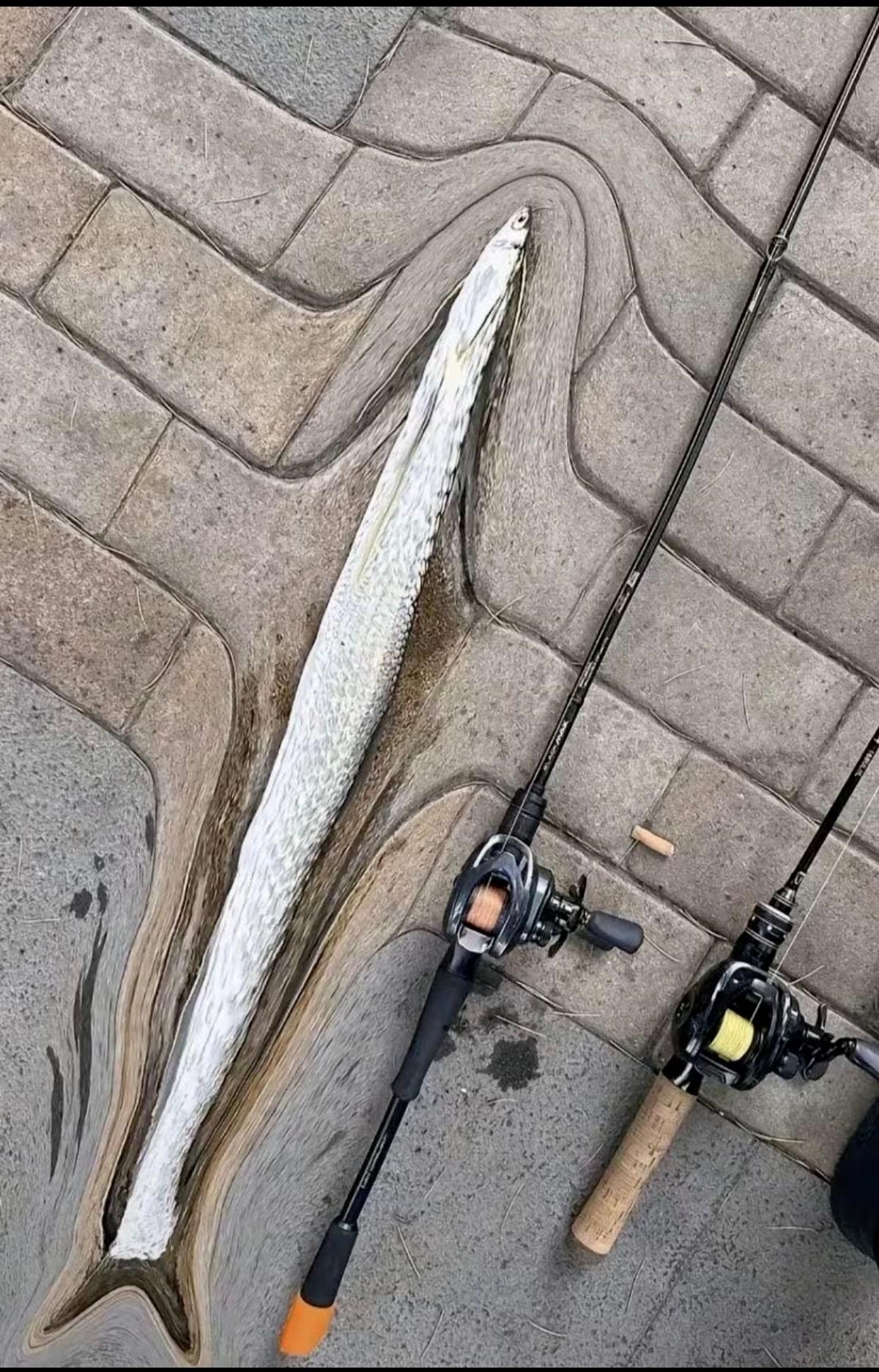 钓鱼钓到一条庞然大物，有没有人羡慕？