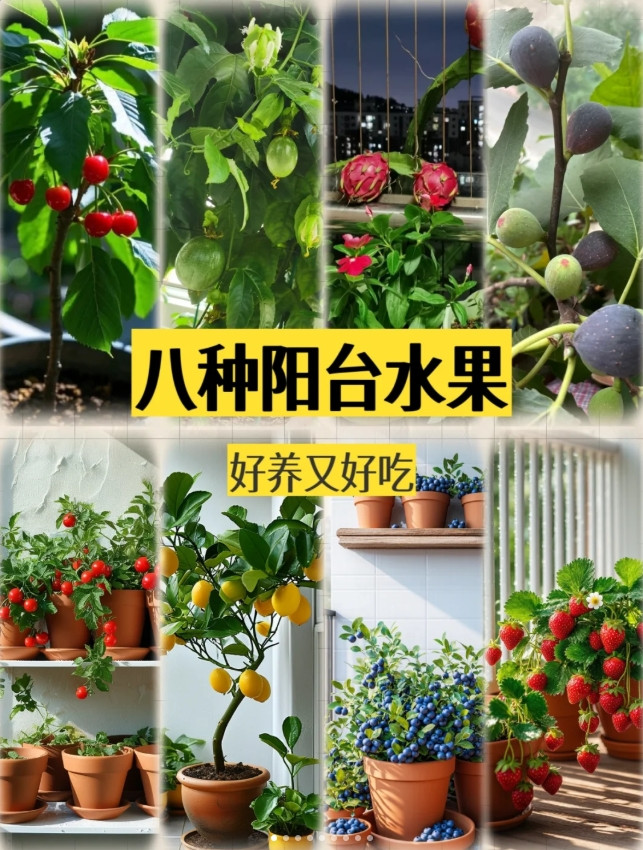 阳台这8种闭眼种都能爆果！
