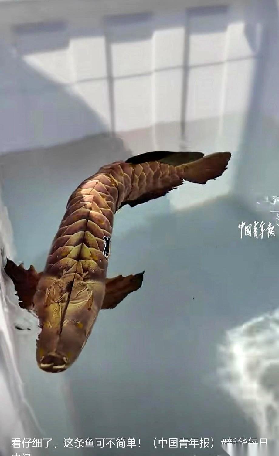 海军开放日现场，一个当兵的小伙子手里托着条“金龙鱼”，成了全场最奇怪的焦点。围