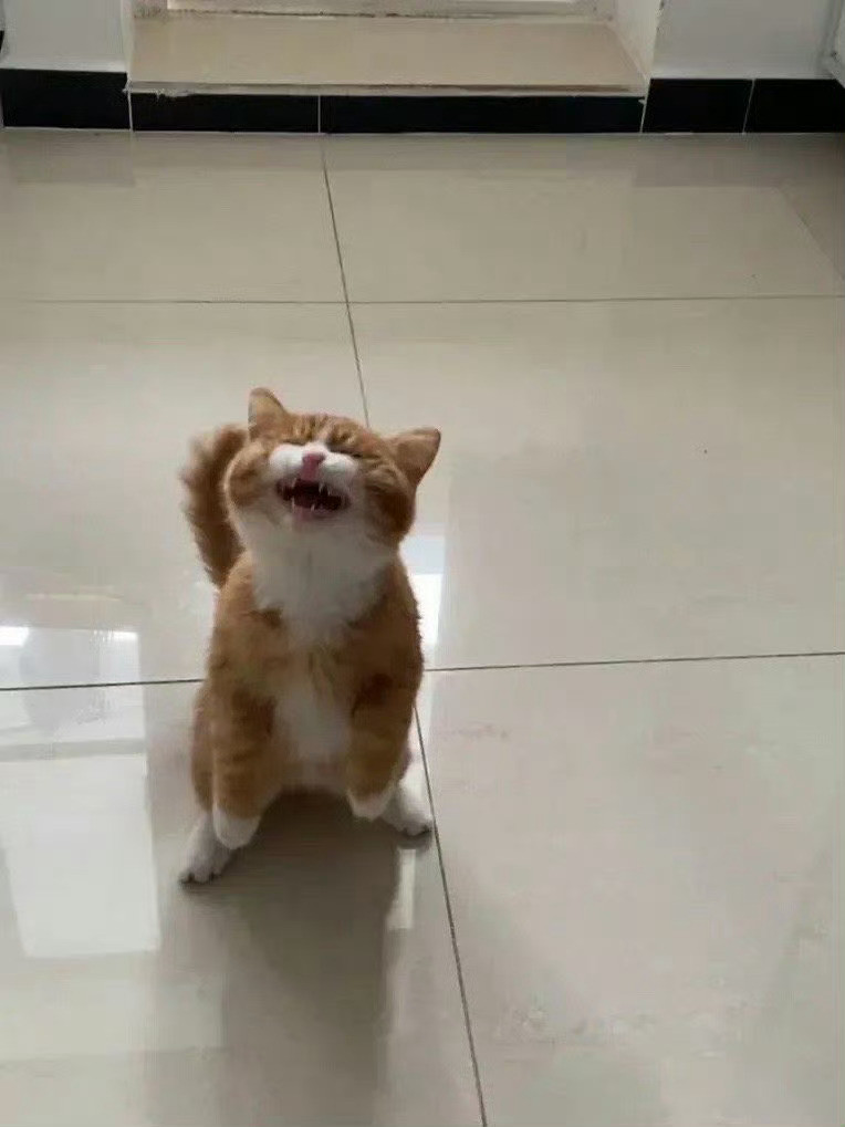 猫咪：谁吃了我的小鱼饼干[哭哭]​​​​