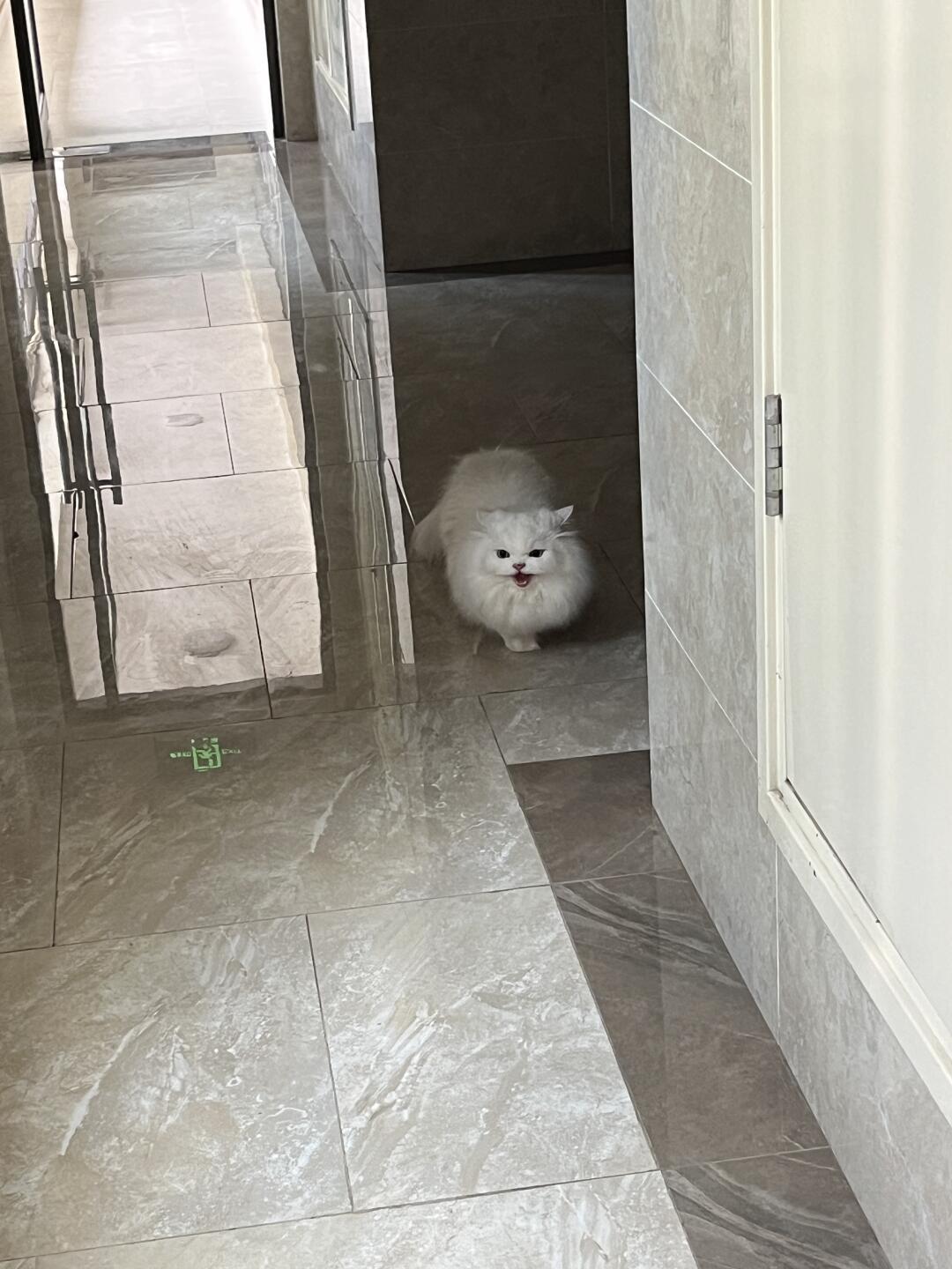 捡了个猫家人们